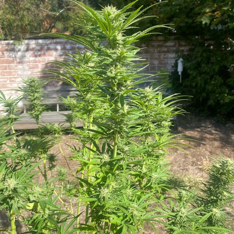 Datscha Grün  growlog timeline photo