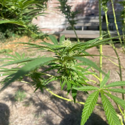 Datscha Grün  growlog timeline photo