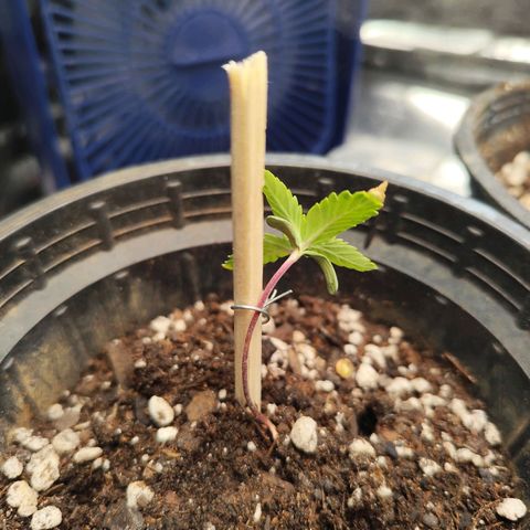 Prenseed 1 growlog timeline photo