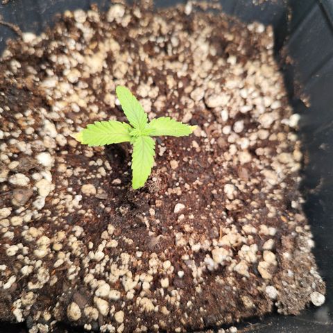 Prenseed 1 growlog timeline photo