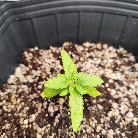 Prenseed 1 growlog timeline photo