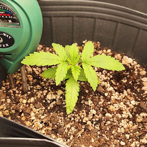 Prenseed 1 growlog timeline photo
