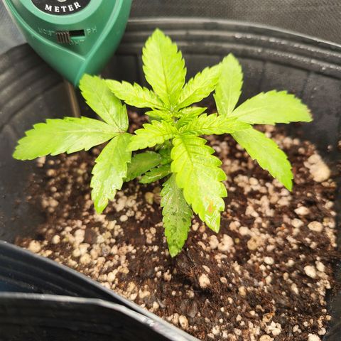 Prenseed 1 growlog timeline photo