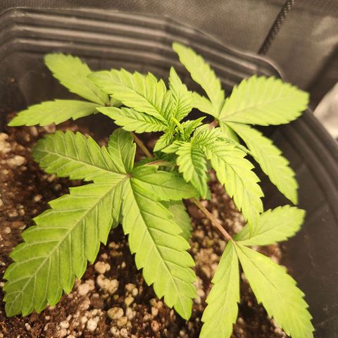 Prenseed 1 growlog timeline photo
