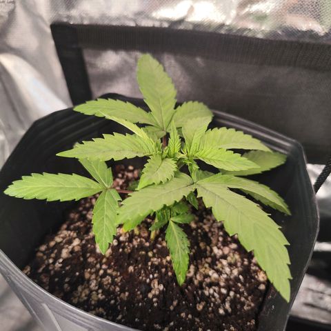 Prenseed 1 growlog timeline photo