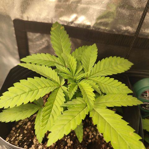 Prenseed 1 growlog timeline photo