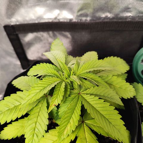 Prenseed 1 growlog timeline photo