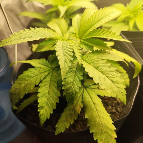 Prenseed 1 growlog timeline photo