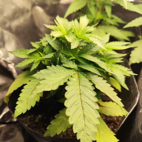 Prenseed 1 growlog timeline photo