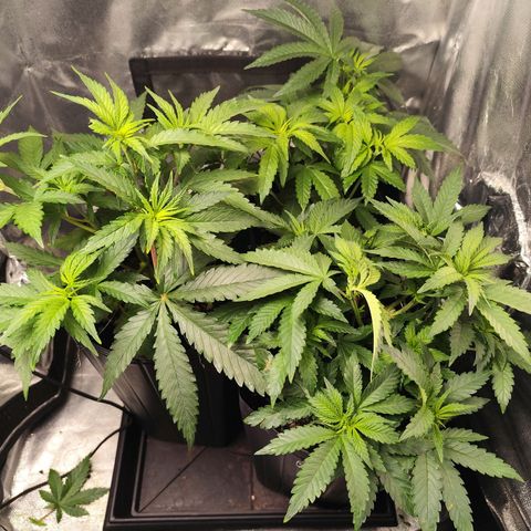 Prenseed 1 growlog timeline photo
