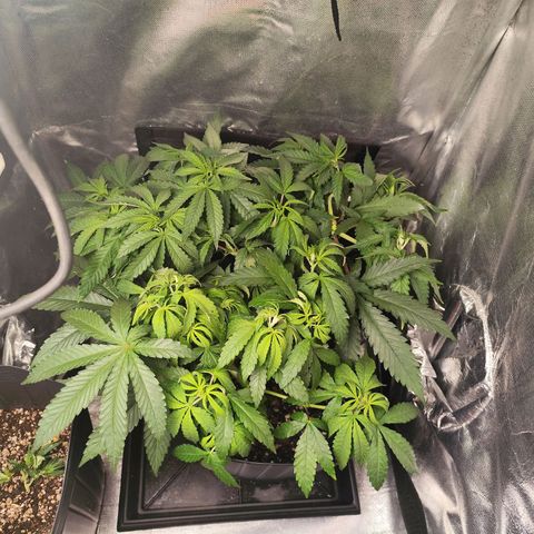 Prenseed 1 growlog timeline photo
