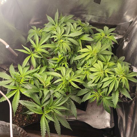 Prenseed 1 growlog timeline photo
