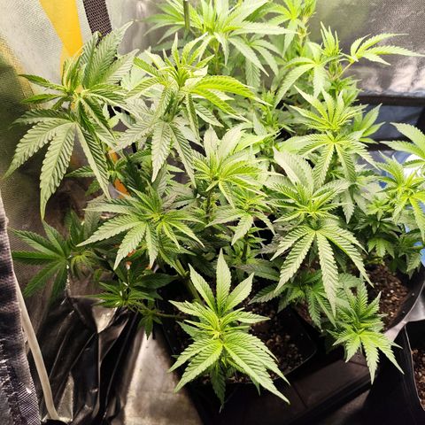 Prenseed 1 growlog timeline photo