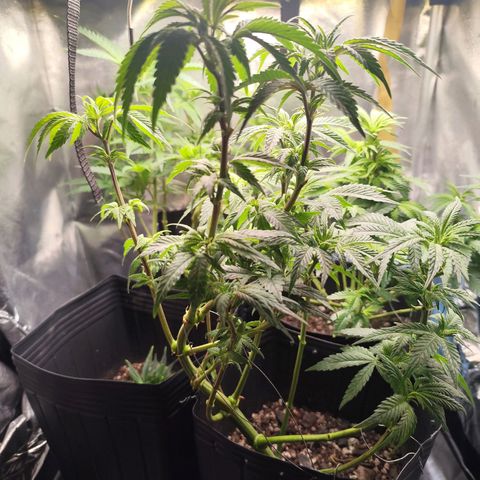 Prenseed 1 growlog timeline photo