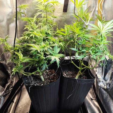 Prenseed 1 growlog timeline photo