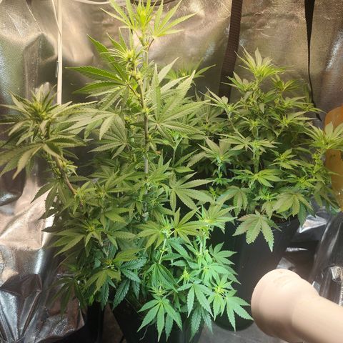 Prenseed 1 growlog timeline photo
