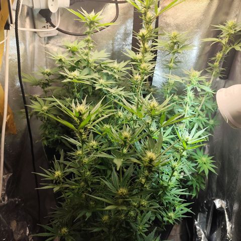 Prenseed 1 growlog timeline photo