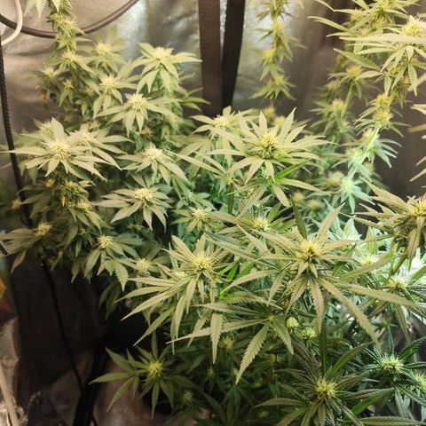 Prenseed 1 growlog timeline photo