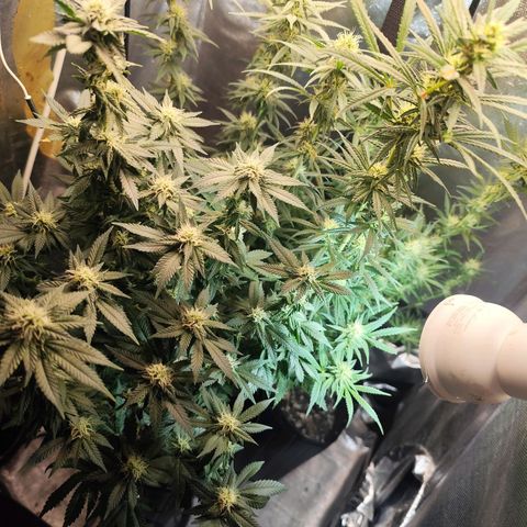 Prenseed 1 growlog timeline photo