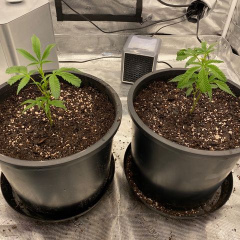 Apple Fritters  growlog photo: Progress 
