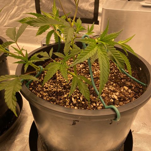 Apple Fritters  growlog photo: Progress 