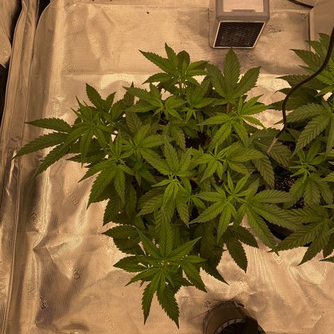 Apple Fritters  growlog photo: Progress 