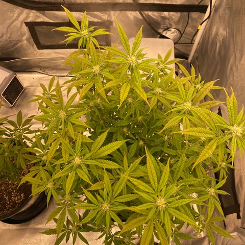 Apple Fritters  growlog timeline photo