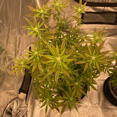 Apple Fritters  growlog timeline photo