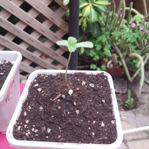 Triton Biscotto Lime growlog photo: Reporte 