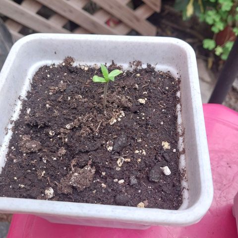 Blue thai  growlog photo: Reporte 