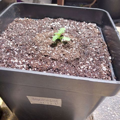 Triton Biscotto Lime growlog timeline photo