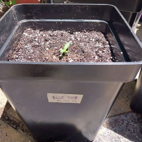 Blue thai  growlog timeline photo