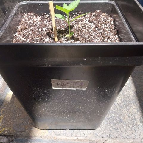 Blue thai  growlog photo: Se riega solo con agua 