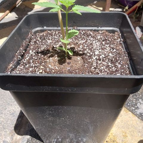 Triton Biscotto Lime growlog photo: Solo agua 
