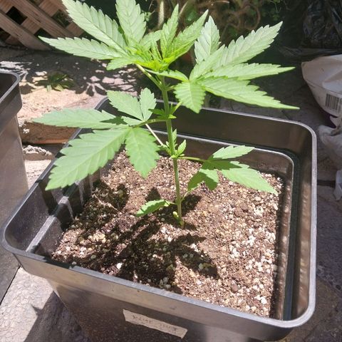 Blue thai  growlog photo: Antes de esta foto tuvo un riego de solo agua. El próximo es con fertilizantes 