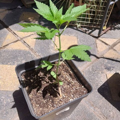 Triton Biscotto Lime growlog photo: Registro, ultimon riego solo agua, próximo fertilizantes 