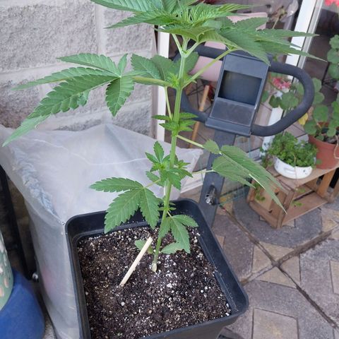 Triton Biscotto Lime growlog photo: Reporte 9 dic 