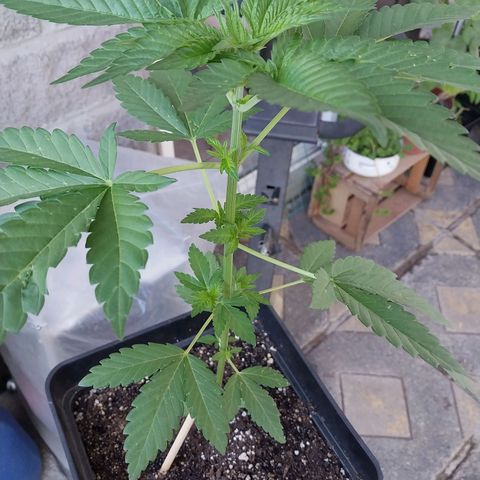 Triton Biscotto Lime growlog photo: Reporte 9 dic 