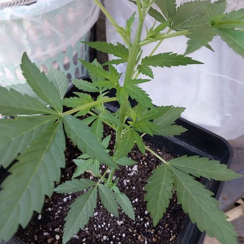 Blue thai  growlog photo: Reporte 9 dic 
