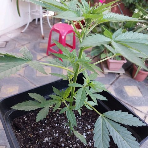 Blue thai  growlog photo: Reporte 9 dic 
