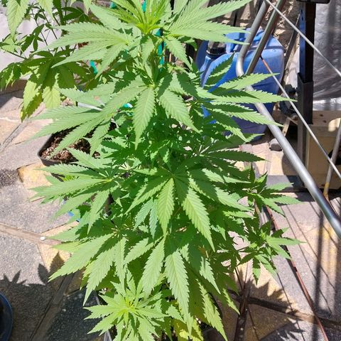 Blue thai  growlog timeline photo