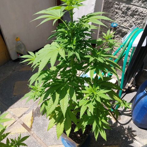 Triton Biscotto Lime growlog timeline photo