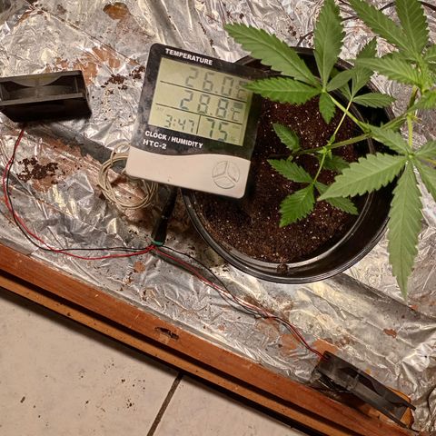 London Cheese growlog photo: .....