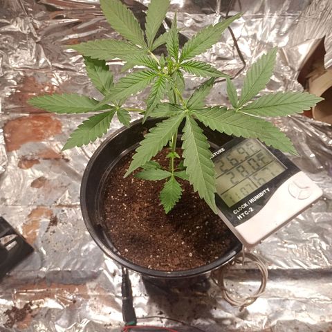 London Cheese growlog photo: Troca de led, refletor 3000k branco quente  2x 50w. 2hrs desligado 22hrs ligado
