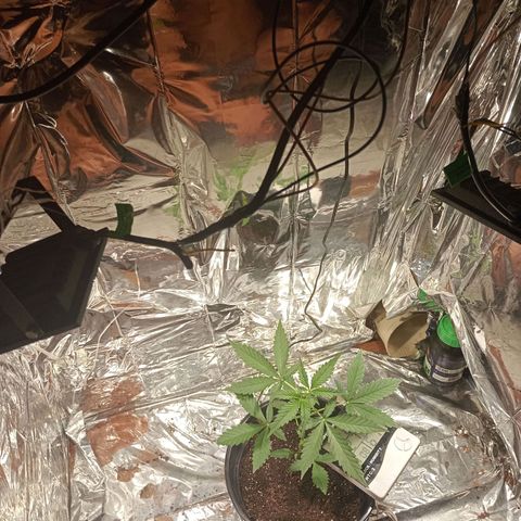 London Cheese growlog photo: Troca de led, refletor 3000k branco quente  2x 50w. 2hrs desligado 22hrs ligado