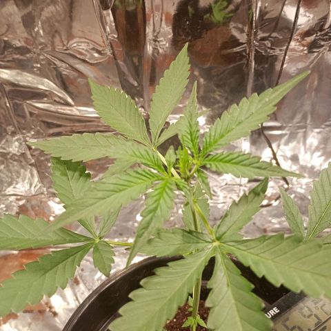 London Cheese growlog photo: Troca de led, refletor 3000k branco quente  2x 50w. 2hrs desligado 22hrs ligado