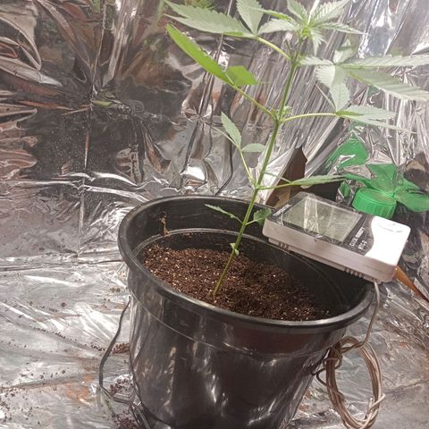 London Cheese growlog photo: Troca de led, refletor 3000k branco quente  2x 50w. 2hrs desligado 22hrs ligado