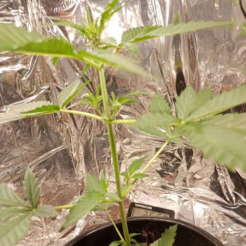 London Cheese growlog photo: Cresceu um pouco mais depois da troca do led pelo refletor 