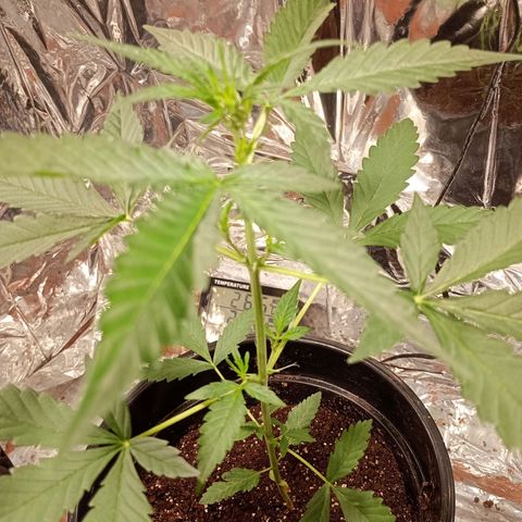 London Cheese growlog photo: Cresceu um pouco mais depois da troca do led pelo refletor 