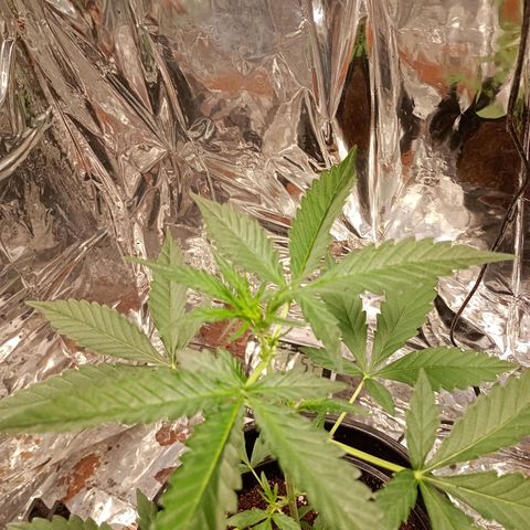 London Cheese growlog photo: Cresceu um pouco mais depois da troca do led pelo refletor 